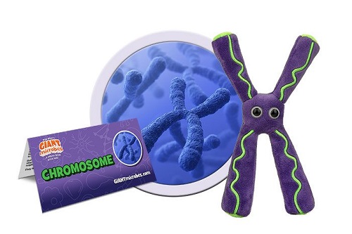GIANTmicrobes -  Chromosome