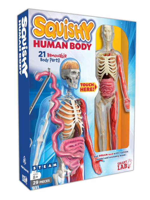 Squishy Human Body