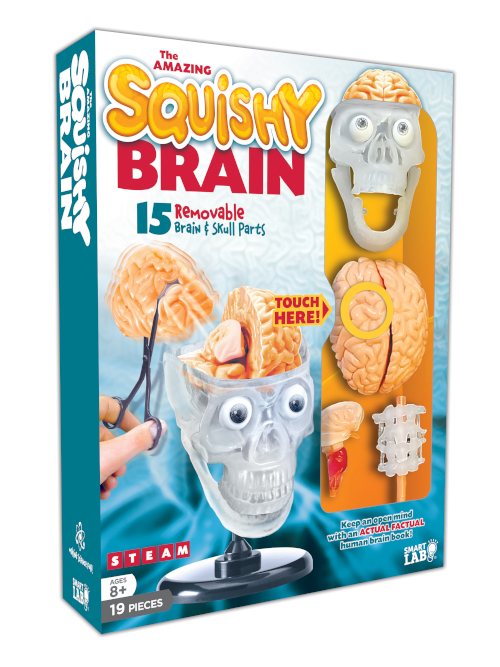 The Amazing Squishy Brain