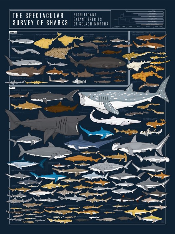 The Spectacular Survey of Sharks Print